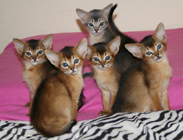 kittens